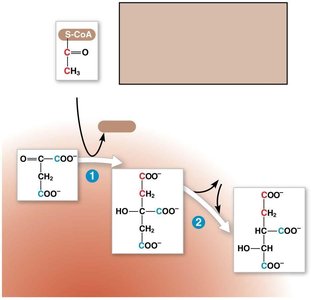 Citric acid cycle: acetyl-CoA entry
