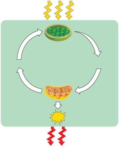 Photosynthesis and cellular respiration cycle