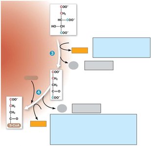 Citric acid cycle: decarboxylation and redox