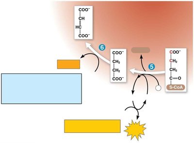 Citric acid cycle: FADH2 and ATP formation