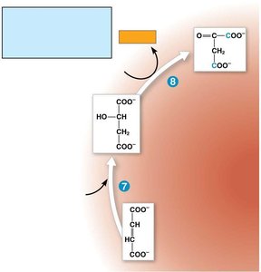Citric acid cycle: malate to oxaloacetate