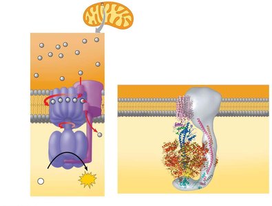 ATP synthase structure and function