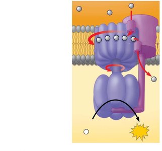 ATP synthase mechanism