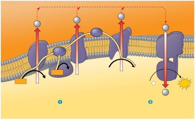 Chemiosmosis and electron transport chain