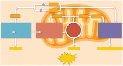 ATP accounting in cellular respiration