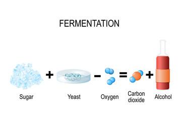 Fermentation overview