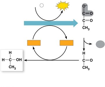 Lactic acid fermentation pathway