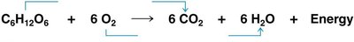 Redox equation for glucose oxidation