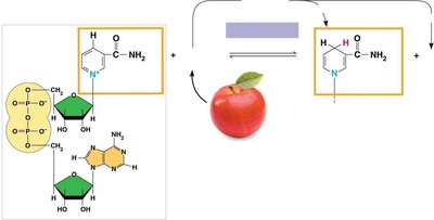 NAD+ and NADH redox reaction