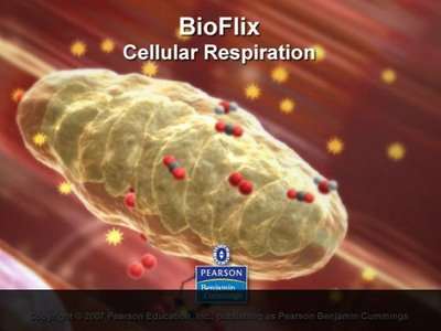 BioFlix Cellular Respiration