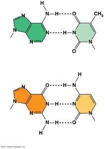 Base pairing between adenine-thymine and guanine-cytosine