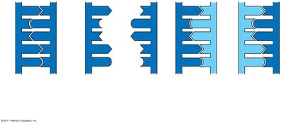 Semiconservative replication: each daughter DNA has one parental and one new strand