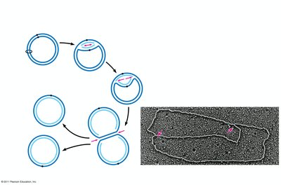 Origin of replication in E. coli