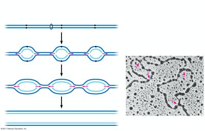 Multiple origins of replication in a eukaryotic cell