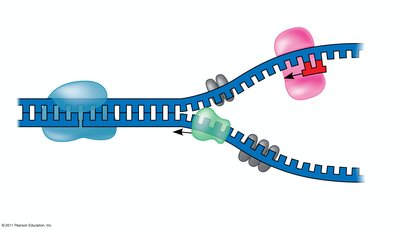 Replication fork with helicase, primase, and single-strand binding proteins