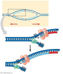 Leading and lagging strand synthesis at the replication fork