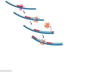 Okazaki fragments on the lagging strand
