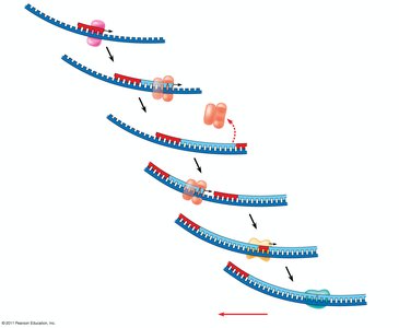 Joining Okazaki fragments with DNA ligase