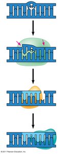 Nucleotide excision repair of damaged DNA