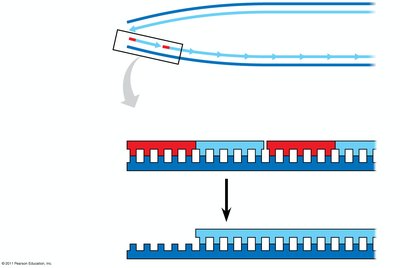 Shortening of DNA ends during replication