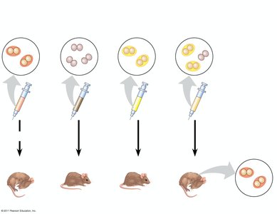 Griffith's transformation experiment with mice and bacteria