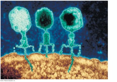 Bacteriophages (phages) attaching to a bacterial cell