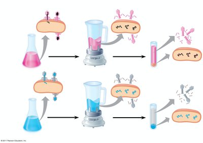 Hershey-Chase experiment showing DNA as genetic material