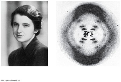Rosalind Franklin and her X-ray diffraction image of DNA
