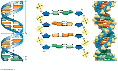 Key features of DNA structure: double helix, chemical structure, and space-filling model
