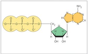 Structure of ATP