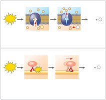ATP drives transport work by phosphorylating proteins