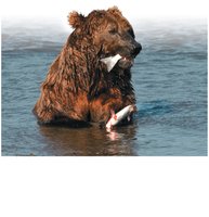 Bear converting chemical energy in food to kinetic energy