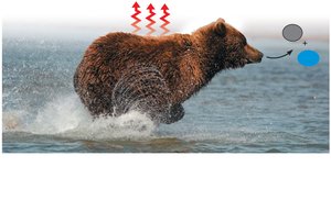 Bear running, releasing heat and increasing entropy