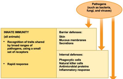 Diagram of innate immunity components
