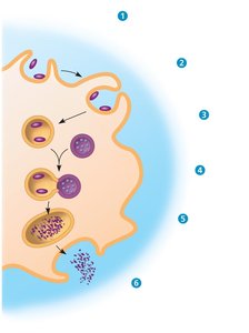Phagocytosis process diagram
