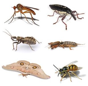 Examples of vertebrates