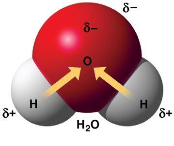 Polar covalent bonds in a water molecule