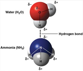 A hydrogen bond