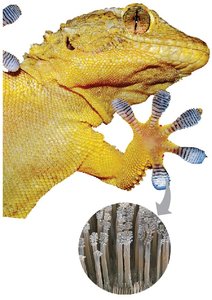 Van der Waals interactions in a gecko's toe hairs