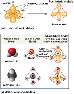 Molecular shapes due to hybrid orbitals
