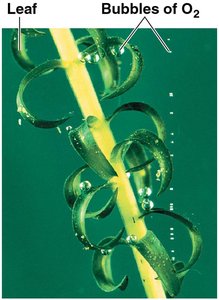 Photosynthesis: a solar-powered rearrangement of matter