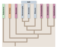 Phylogenetic tree showing domains and eukaryotic supergroups