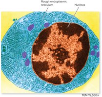 Eukaryotic cell with labeled organelles