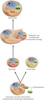 Diagram of endosymbiosis and the origin of mitochondria and chloroplasts