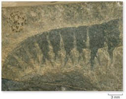 Fossil from the Cambrian period