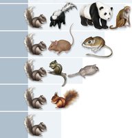 Classification hierarchy for the Eastern Gray Squirrel (part 2)