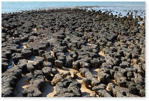 Stromatolite formations