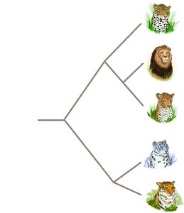 Phylogenetic tree with big cats