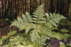 Fern (monilophyte)