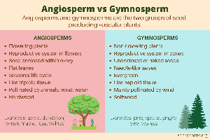 Comparison of angiosperms and gymnosperms
